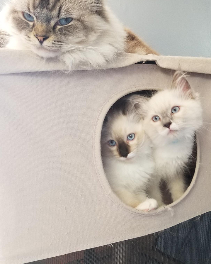 Ragdoll cat